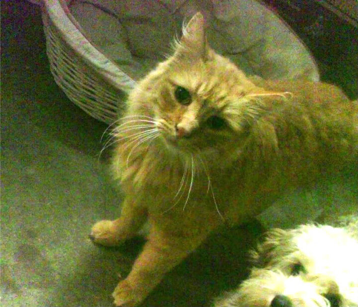 76人主场观众席新增视觉体验系统增强沉浸感,76人主场球迷