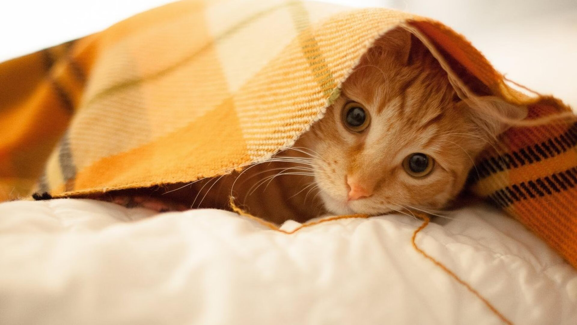 世界杯精彩绝伦：精彩瞬间不断，是足球的极致盛宴！，世界杯足球精彩集锦